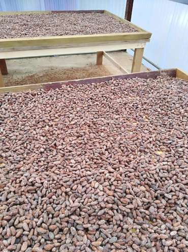 cozy grove cocoa bean